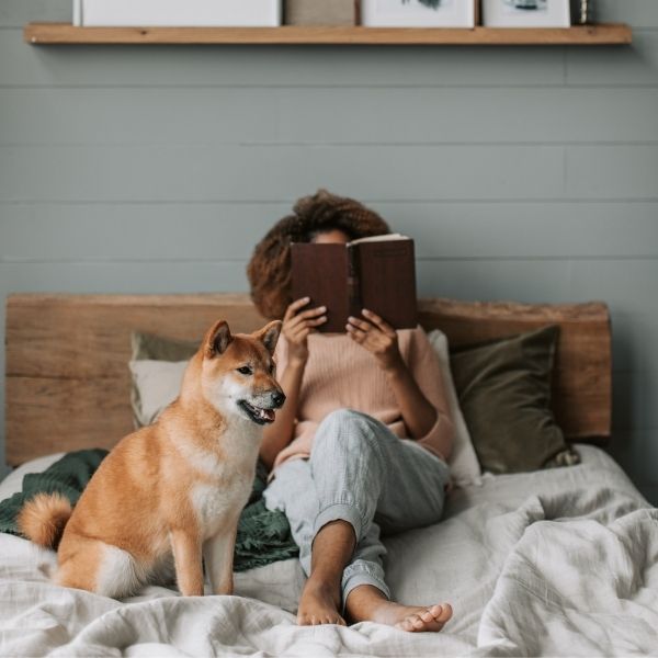 dog sitting in a bed with his person